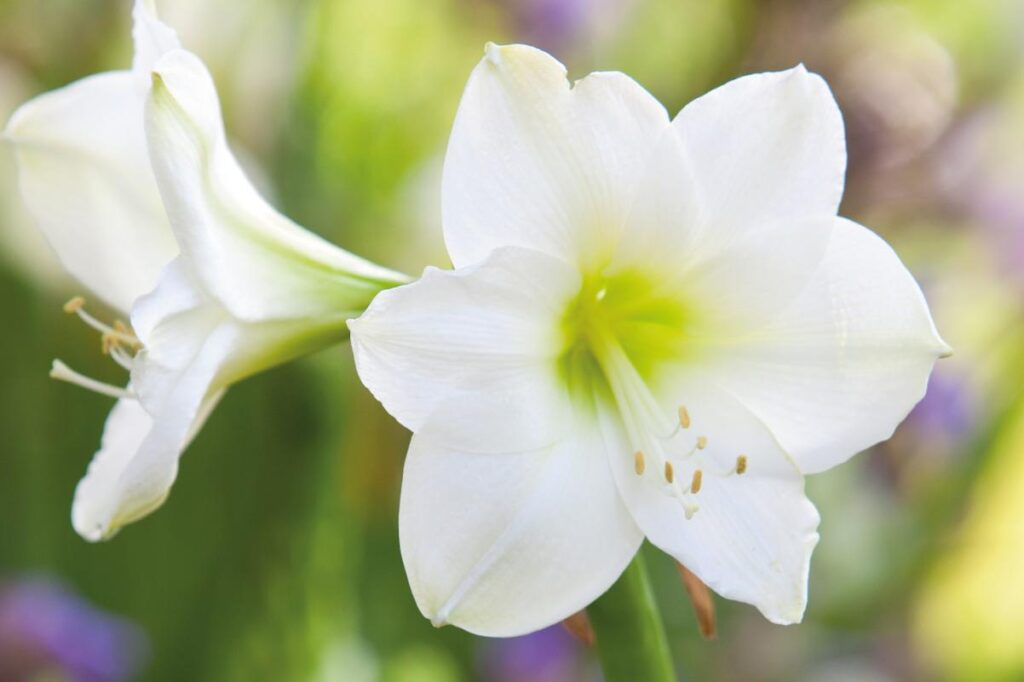 witte amaryllis