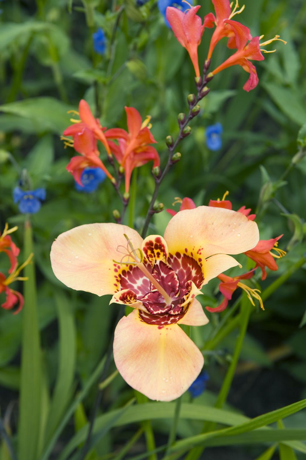 Tigridia - Flowerbulbs.com