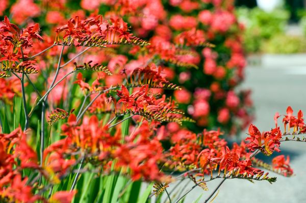 Professional - Flowerbulbs