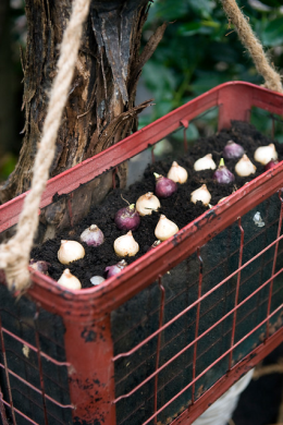 Buy Flower Bulbs Flowerbulbs