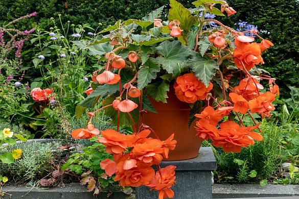 The comeback of cheerful begonias in the garden - Flowerbulbs