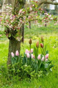 Cluster of tulips in garden