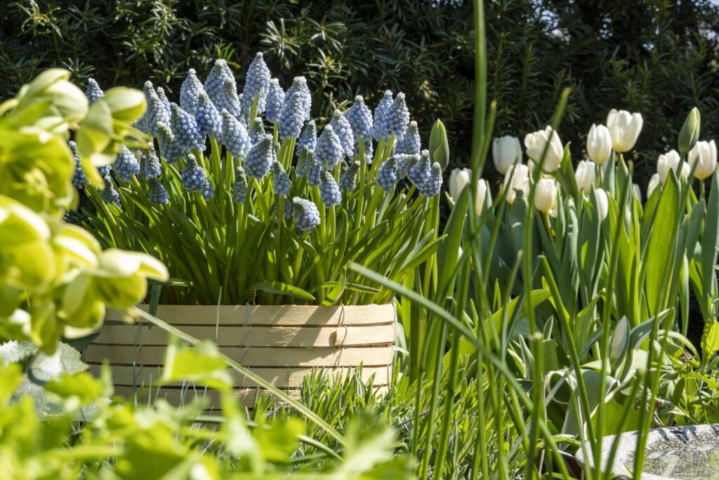Garden happiness with flowering bulbs - Flowerbulbs
