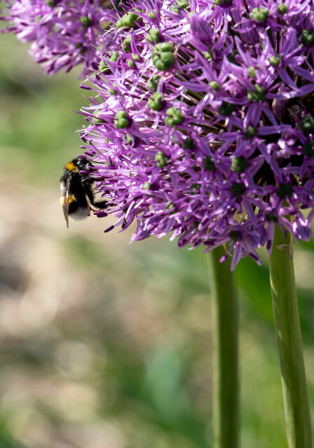 Blissful Butterflies And Buzzy Bees Flowerbulbs