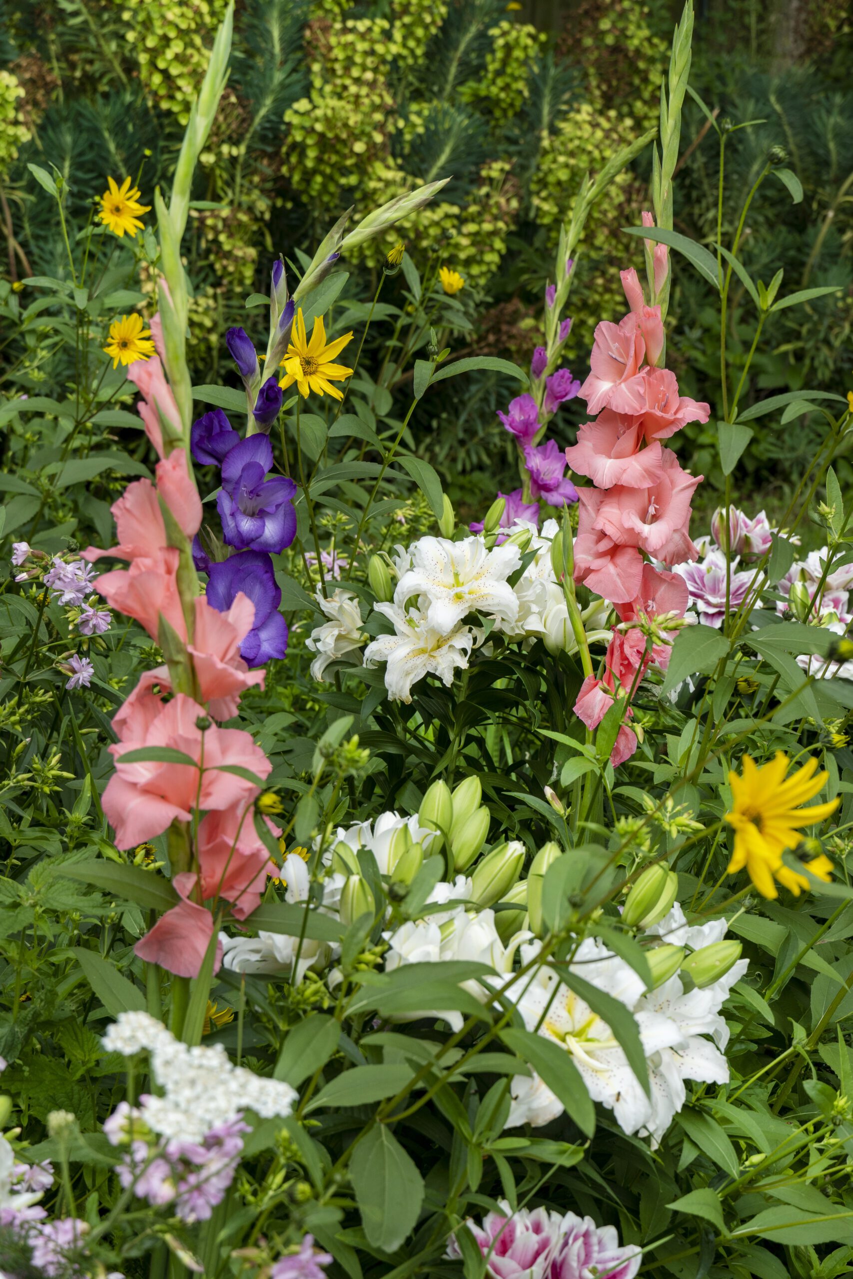 Go all out: plant summer bloomers - Flowerbulbs