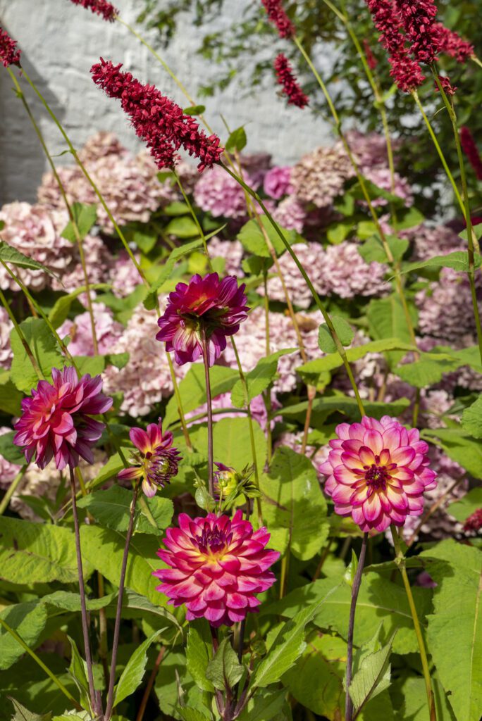 Go all out: plant summer bloomers - Flowerbulbs