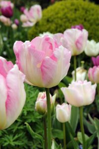 Pink flower tulip 