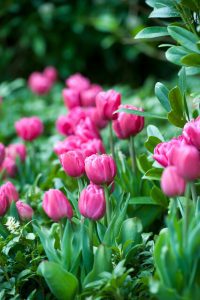 Pink flower border tulips