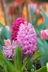 Pink flower hyacinthus