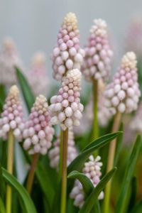 Pink flower hyacinthus bulb spring flower 