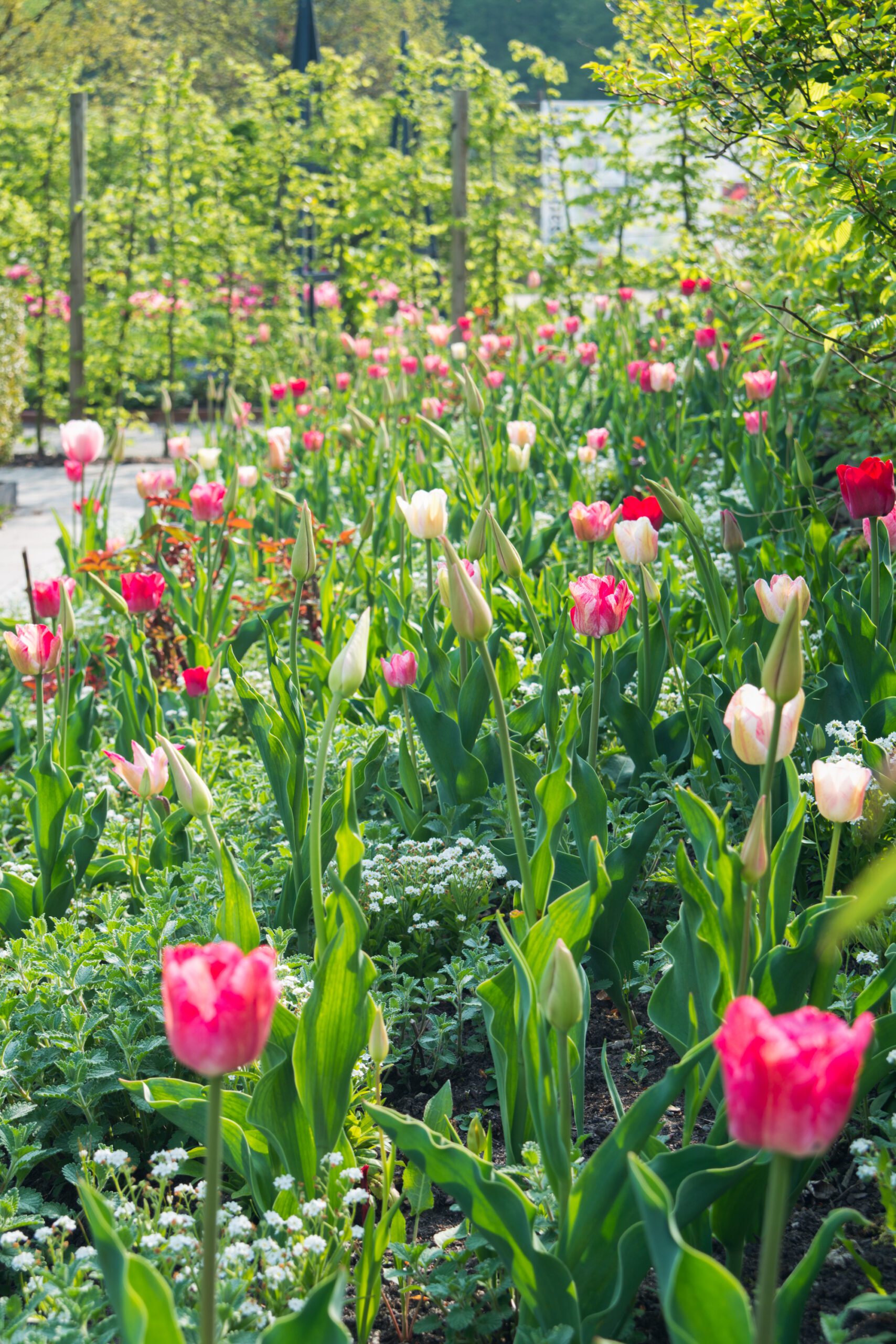 Spring fest - Flowerbulbs