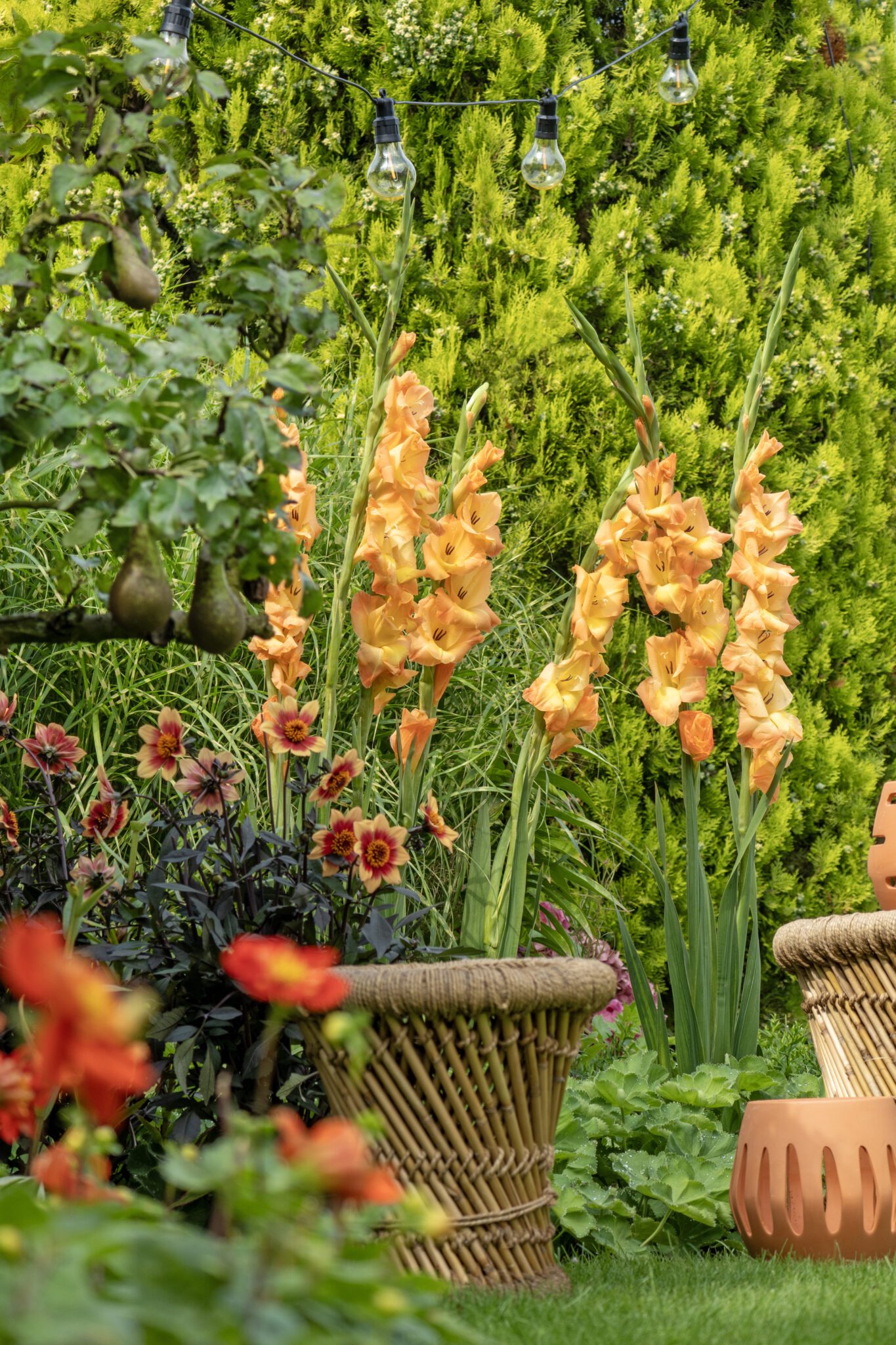 gladiolus-summer-bulb-of-the-year-2026-flowerbulbs